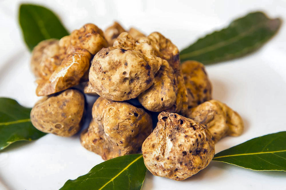 Tartufo bianchetto