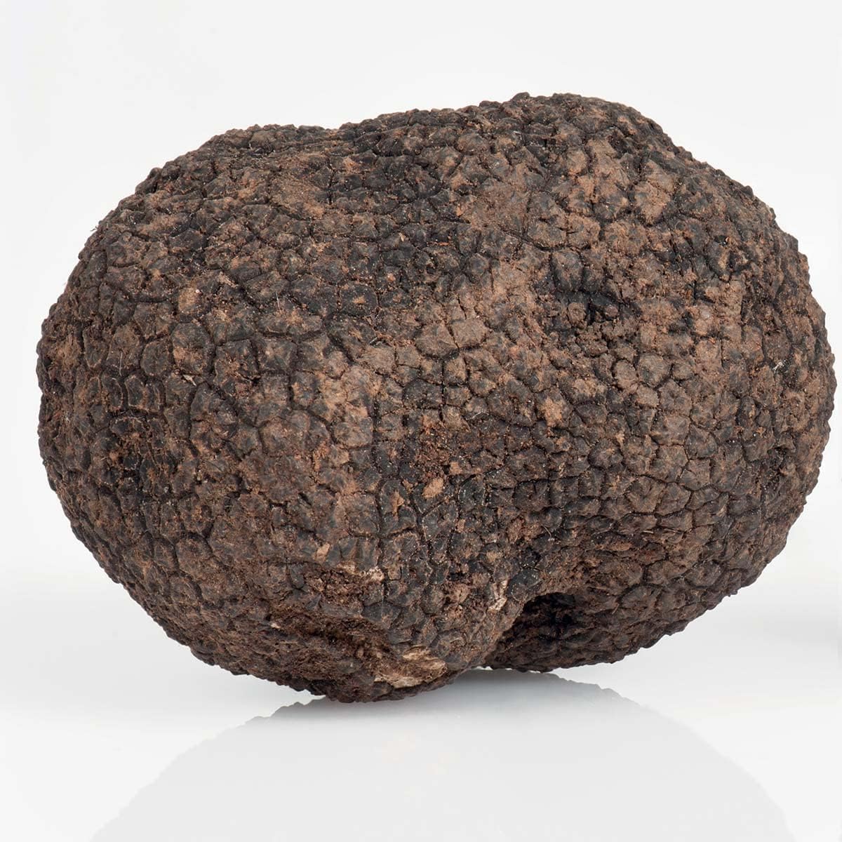 Tartufo nero uncinato fresco