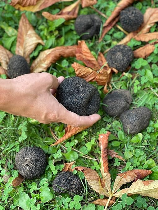 Tartufo nero uncinato fresco